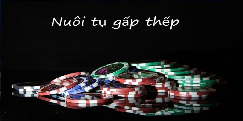 Bật Mí Cách Chơi Bầu Cua Luôn Thắng Từ Các Cao Thủ  - zipotu.im - zipotu