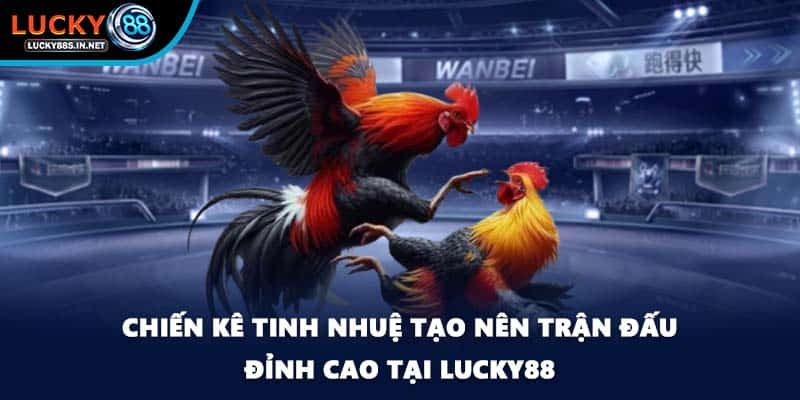 Đá gà Thomo Lucky88 - Đấu Trường Danh Tiếng Khu Vực - zipotu