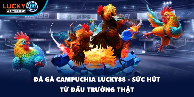 Đá gà Thomo Lucky88 - Đấu Trường Danh Tiếng Khu Vực - zipotu