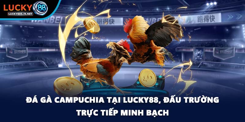 Đá Gà Campuchia Lucky88 - Sức Hút Từ Đấu Trường Thật - zipotu