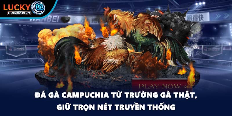 Đá Gà Campuchia Lucky88 - Sức Hút Từ Đấu Trường Thật - zipotu