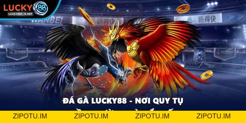 Đá Gà Lucky88 – Trường Gà Trực Tuyến Uy Tín Hàng Đầu - zipotu