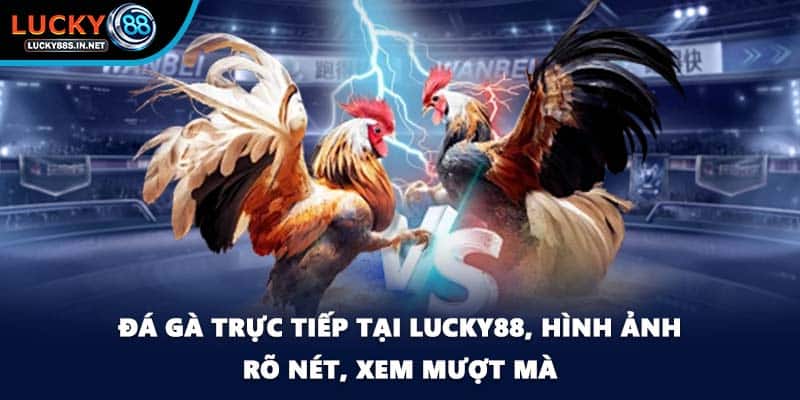 Đá gà trực tiếp - Xem Thật Chơi Thật Tại Nhà Cái Lucky88  - zipotu