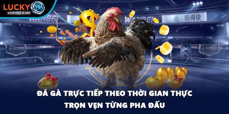 Đá gà trực tiếp - Xem Thật Chơi Thật Tại Nhà Cái Lucky88  - zipotu