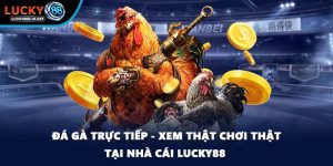 Đá Gà Lucky88 – Trường Gà Trực Tuyến Uy Tín Hàng Đầu - zipotu