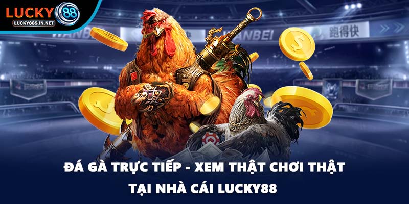 Đá gà Thomo Lucky88 - Đấu Trường Danh Tiếng Khu Vực - zipotu