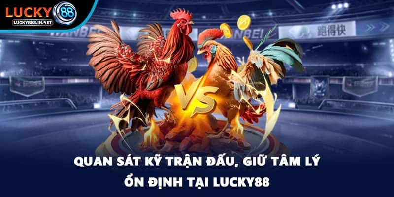 Đá gà Thomo Lucky88 - Đấu Trường Danh Tiếng Khu Vực - zipotu