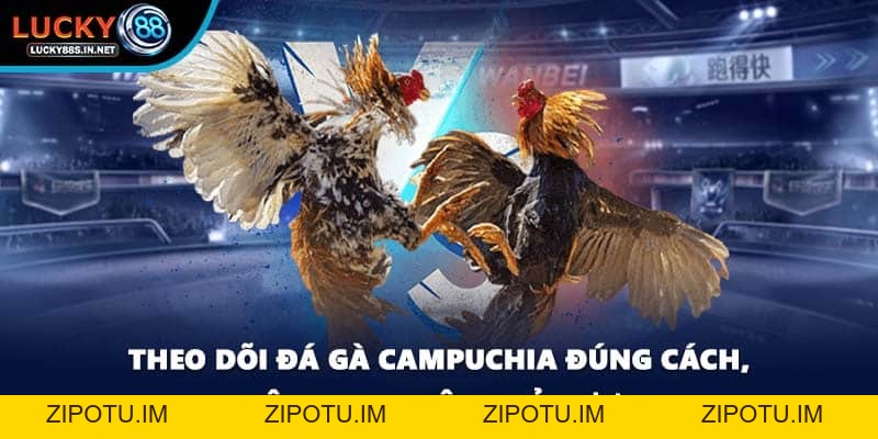 Đá Gà Campuchia Lucky88 - Sức Hút Từ Đấu Trường Thật - zipotu