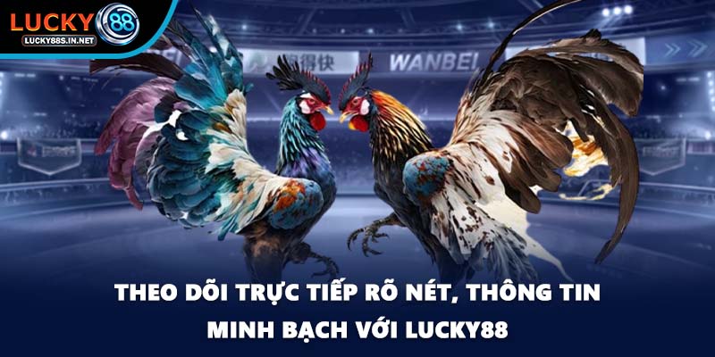 Đá gà Thomo Lucky88 - Đấu Trường Danh Tiếng Khu Vực - zipotu