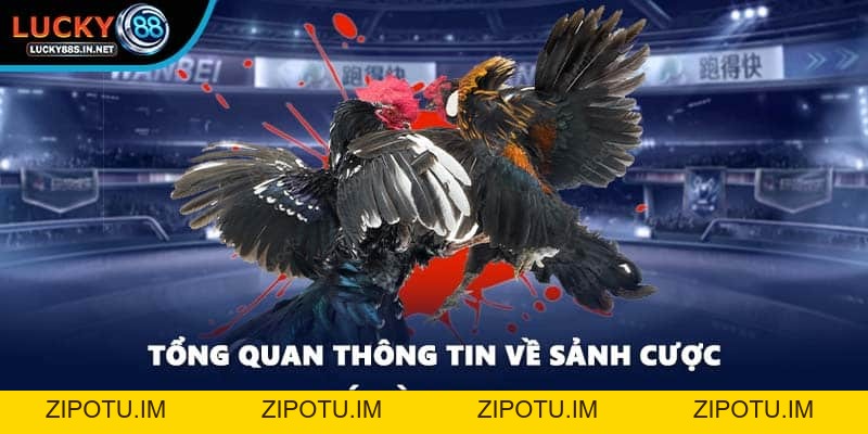 Đá Gà Lucky88 – Trường Gà Trực Tuyến Uy Tín Hàng Đầu - zipotu