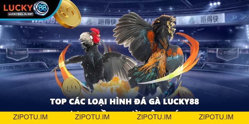 Đá Gà Lucky88 – Trường Gà Trực Tuyến Uy Tín Hàng Đầu - zipotu