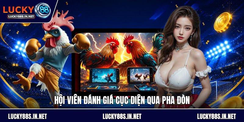 Đá Gà Cựa Sắt - Luật Chơi Và Cách Theo Dõi Đúng Luật - zipotu