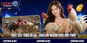 Đá Gà Lucky88 – Trường Gà Trực Tuyến Uy Tín Hàng Đầu - zipotu